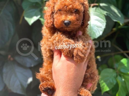 Safkan Red Brown Toy Poodle Erkek Yavrumuz görsel