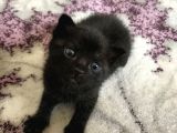 15 Günlük British Shortair Siyah Yavru Kedi
