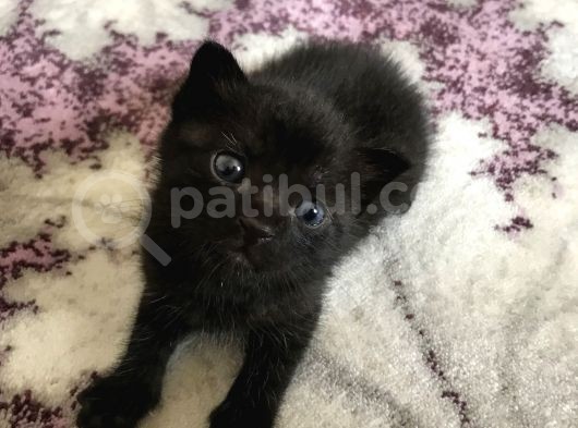 15 Günlük British Shortair Siyah Yavru Kedi görsel