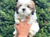 Safkan Dişi Shihtzu Yavrumuz