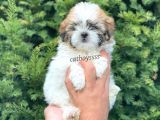 Sevimli Mini Erkek Shihtzu Yavrumuz
