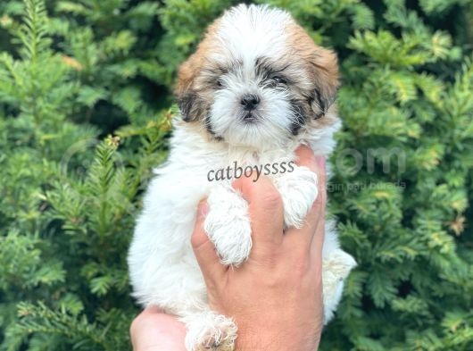 Sevimli Mini Erkek Shihtzu Yavrumuz görsel