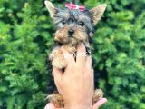 0 Numara Dişi Yorkshire Terrier Yavrumuz