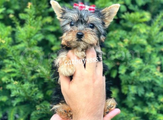 0 Numara Dişi Yorkshire Terrier Yavrumuz görsel
