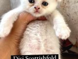 Scotti̇shfold Yavrular