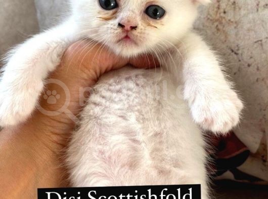 Scotti̇shfold Yavrular görsel