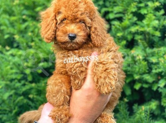 Muhteşem Red Toy Poodle Erkek Yavrumuz görsel