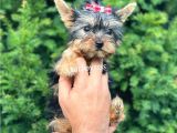 0 Numara Dişi Yorkshire Terrier Yavrumuz