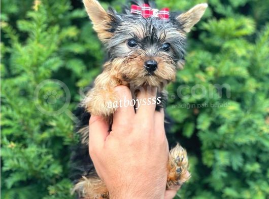 0 Numara Dişi Yorkshire Terrier Yavrumuz