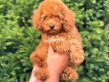 Muhteşem Red Toy Poodle Erkek Yavrumuz