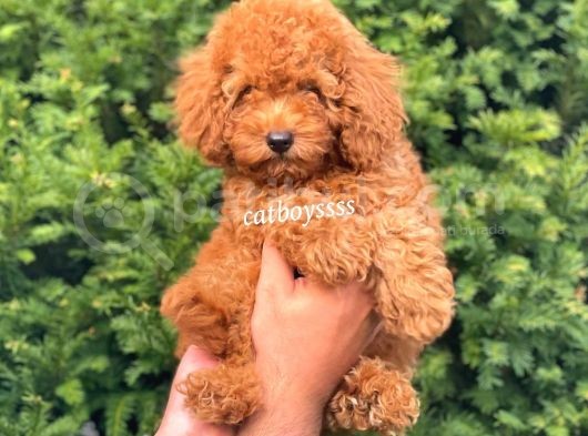 Muhteşem Red Toy Poodle Erkek Yavrumuz