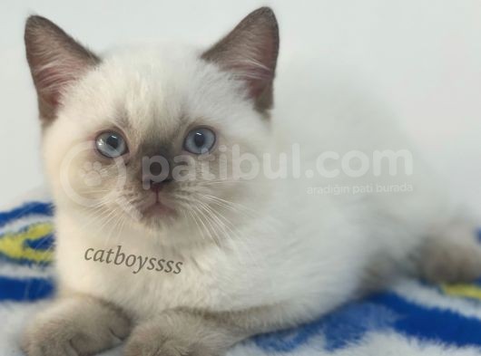 Çikolata Point British Shorthair Erkek Yavrumuz görsel