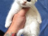 Silver Shaded Scottish Fold Erkek Yavru