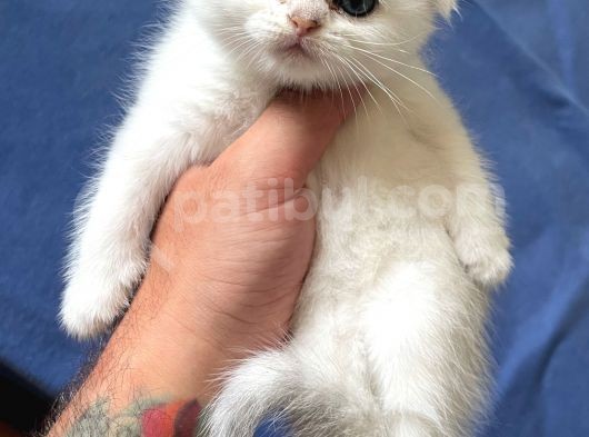 Silver Shaded Scottish Fold Erkek Yavru görsel