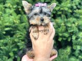Mini Yorkshire Terrier Dişi Yavrumuz