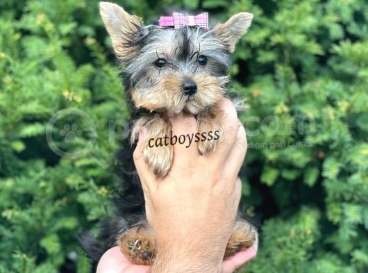 Mini Yorkshire Terrier Dişi Yavrumuz görsel