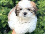 Safkan Dişi Shihtzu Yavrumuz