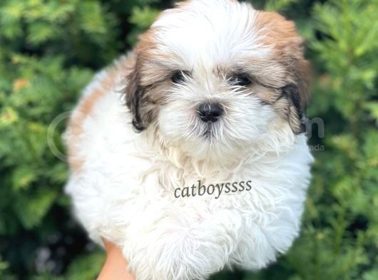 Safkan Dişi Shihtzu Yavrumuz görsel