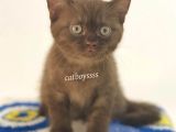 Çikolata British Shorthair Erkek Yavrumuz