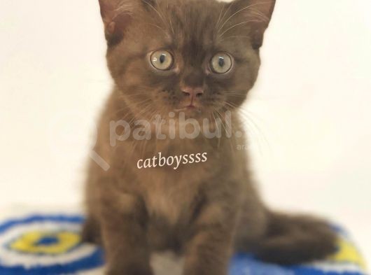 Çikolata British Shorthair Erkek Yavrumuz görsel