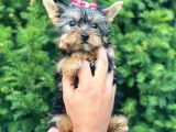 0 Numara Dişi Yorkshire Terrier Yavrumuz