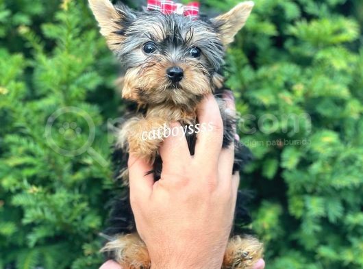 0 Numara Dişi Yorkshire Terrier Yavrumuz görsel
