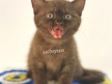Çikolata British Shorthair Erkek Yavrumuz
