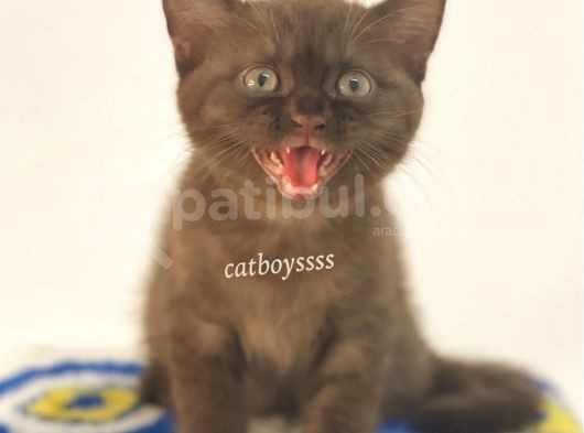 Çikolata British Shorthair Erkek Yavrumuz görsel