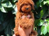 Muhteşem Red Brown Toy Poodle Erkek Yavrumuz