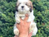 Safkan Dişi Shihtzu Yavrumuz