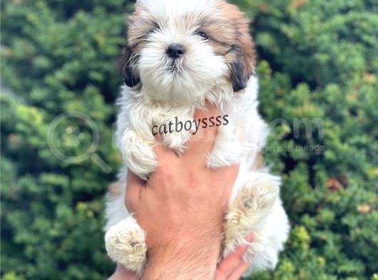 Safkan Dişi Shihtzu Yavrumuz görsel