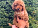Safkan Red Toy Poodle Erkek Yavrumuz