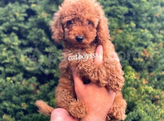 Safkan Red Toy Poodle Erkek Yavrumuz görsel