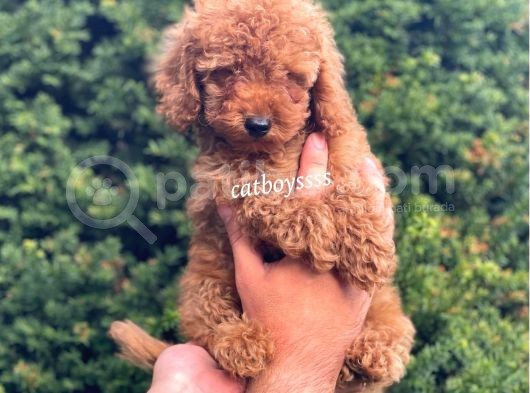 Safkan Red Toy Poodle Erkek Yavrumuz görsel