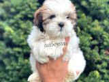 Safkan Dişi Shihtzu Yavrumuz