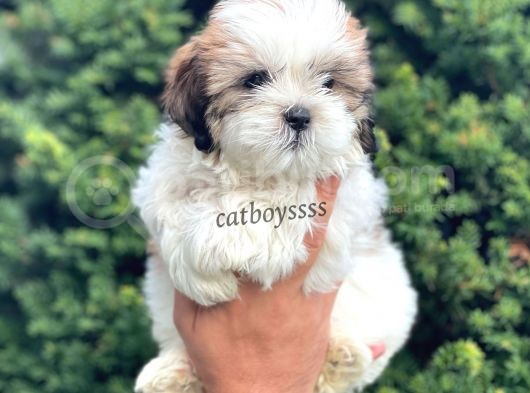 Safkan Dişi Shihtzu Yavrumuz görsel
