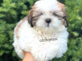 Safkan Dişi Shihtzu Yavrumuz