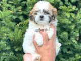 Sevimli Mini Erkek Shihtzu Yavrumuz