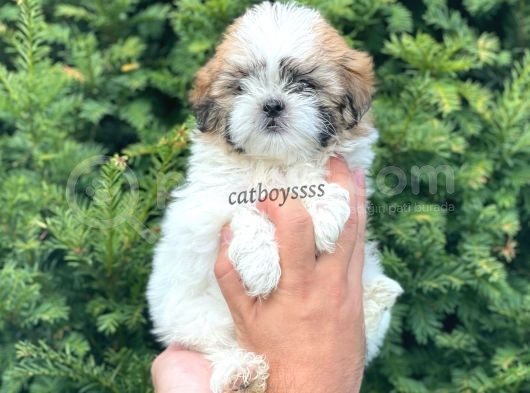 Sevimli Mini Erkek Shihtzu Yavrumuz