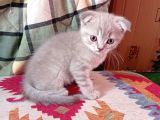 Pastel Kürklü Tabby Yavrular