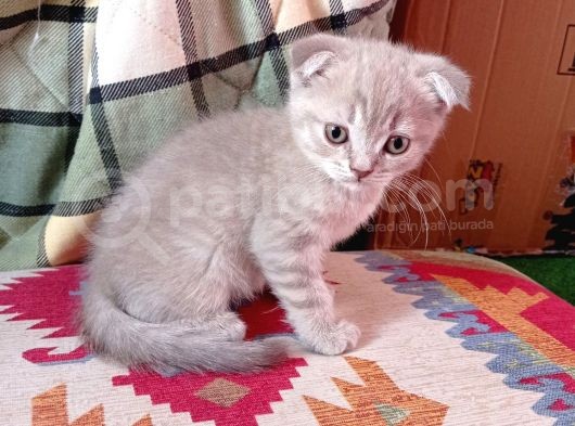 Pastel Kürklü Tabby Yavrular görsel