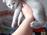 Pastel Kürklü Tabby Yavrular
