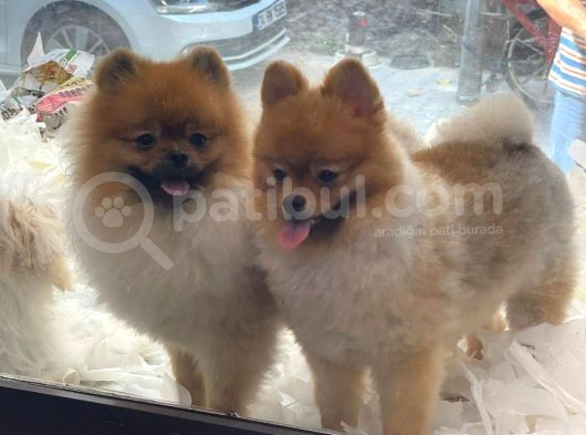 Mükemmel Mi̇ni̇ Boy Pomerani̇an Bebekler görsel