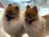 Mükemmel Mi̇ni̇ Boy Pomerani̇an Bebekler