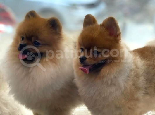 Mükemmel Mi̇ni̇ Boy Pomerani̇an Bebekler görsel