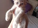 Pastel Kürklü Tabby Yavrular