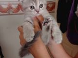 Pastel Kürklü Tabby Yavrular