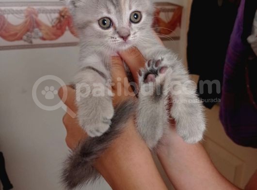 Pastel Kürklü Tabby Yavrular görsel
