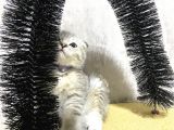 Süper Kalite Silver Tabby Scottish Fold Yavrumuz Pallino