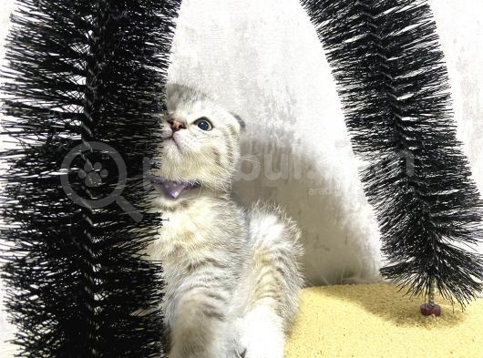 Süper Kalite Silver Tabby Scottish Fold Yavrumuz Pallino görsel